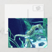 Seahorse foto briefkaart (Voorkant / Achterkant)