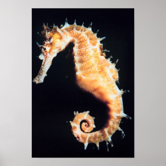 Seahorse - Hippocampus sp. Poster (Voorkant)