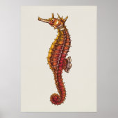 Seahorse Illustration Poster (Voorkant)