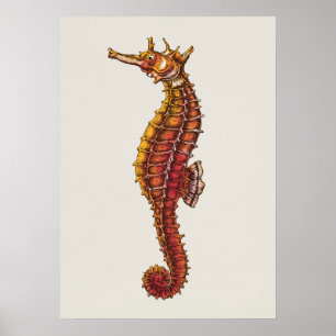 Seahorse Illustration Poster
