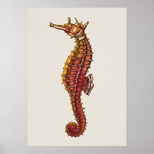 Seahorse Illustration Poster (Voorkant)