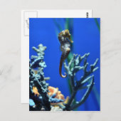 Seahorse Magic Briefkaart (Voorkant / Achterkant)