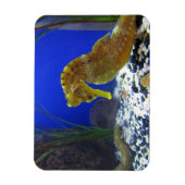 Seahorse Magneet (Verticaal)