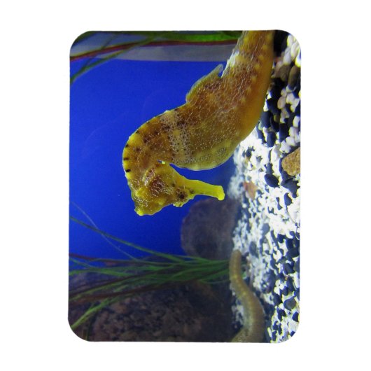 Seahorse Magneet (Verticaal)