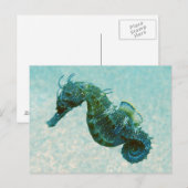 Seahorse met korte naam | Krim, Rusland Briefkaart (Voorkant / Achterkant)