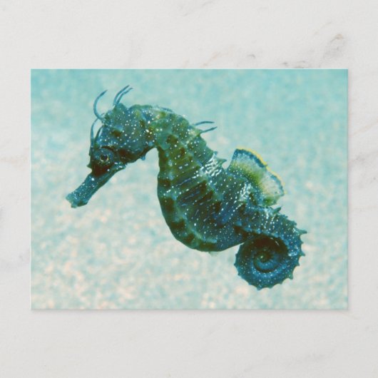 Seahorse met korte naam | Krim, Rusland Briefkaart (Voorkant)