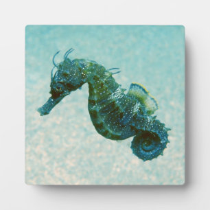 Seahorse met korte naam   Krim, Rusland Fotoplaat
