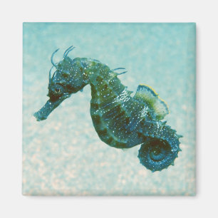 Seahorse met korte naam Krim, Rusland Magneet