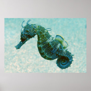 Seahorse met korte naam   Krim, Rusland Poster