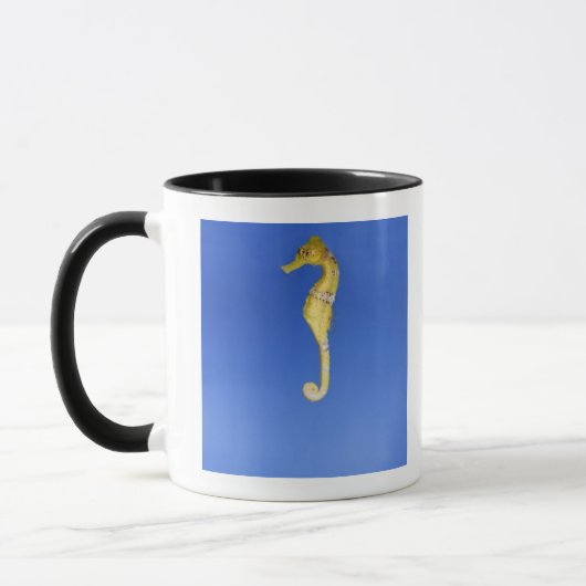 Seahorse Mok (Links)