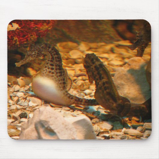 Seahorse mousepad muismat (Voorkant)