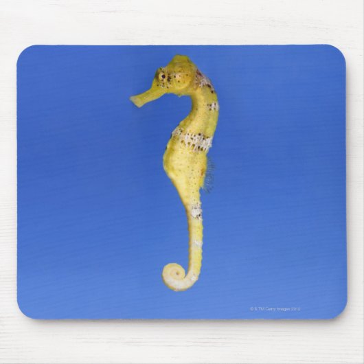 Seahorse Muismat (Voorkant)