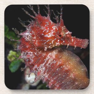 Seahorse   Pony Vrouw Begur Bier Onderzetter