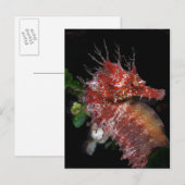 Seahorse | Pony Vrouw Begur Briefkaart (Voorkant / Achterkant)