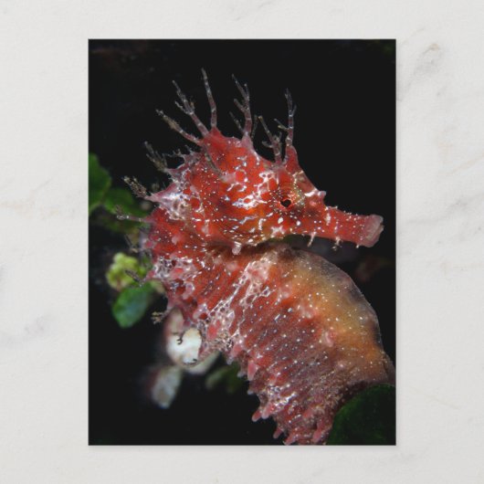 Seahorse | Pony Vrouw Begur Briefkaart (Voorkant)