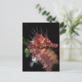Seahorse | Pony Vrouw Begur Briefkaart (Staand voorkant)