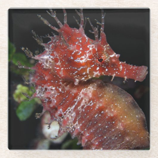 Seahorse | Pony Vrouw Begur Glazen Onderzetter (Voorkant)