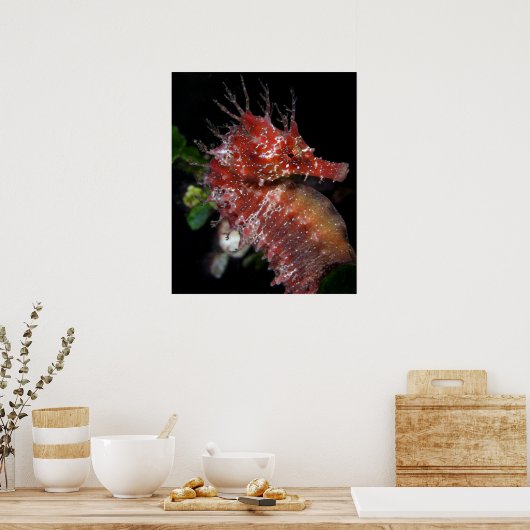 Seahorse | Pony Vrouw Begur Poster (Keuken)