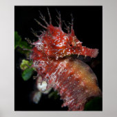 Seahorse | Pony Vrouw Begur Poster (Voorkant)