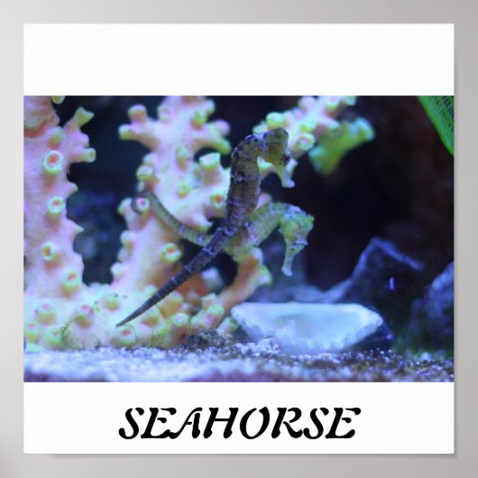 Seahorse Poster (Voorkant)