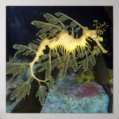 Seahorse poster (Voorkant)