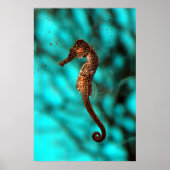 Seahorse Poster (Voorkant)