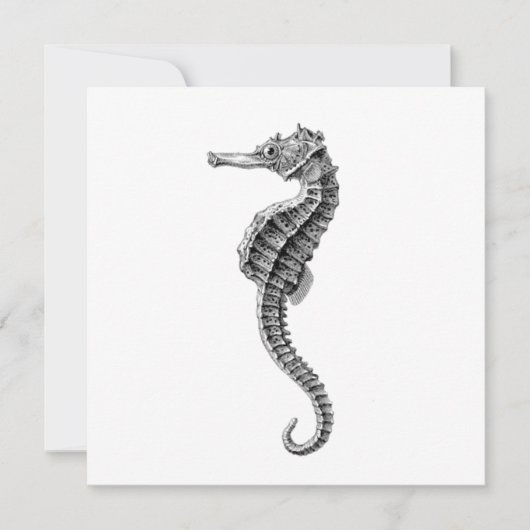 SEAHORSE SEALIFE FLAT KAART (Voorkant)