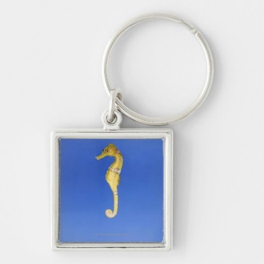 Seahorse Sleutelhanger (Voorkant)