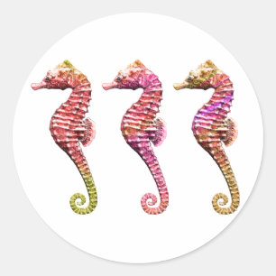 Seahorse Trio in Reds Ronde Sticker