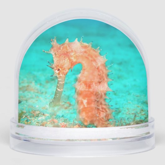 Seahorse tropical carribean turquoise orange  sneeuwbol (Voorkant)