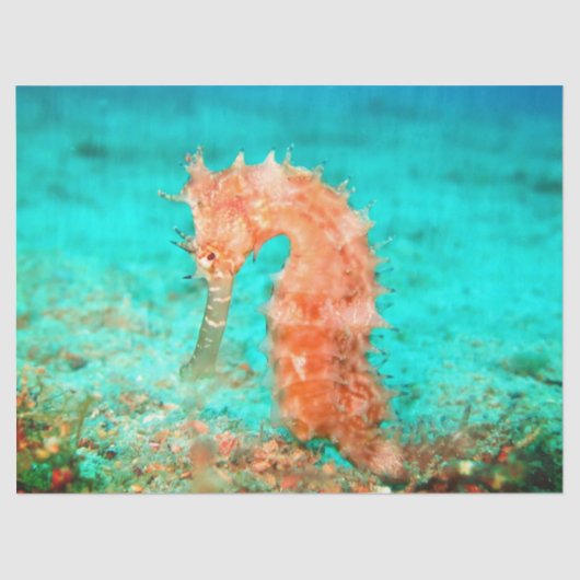 Seahorse tropical carribean turquoise orange  tissuepapier (Voorkant)