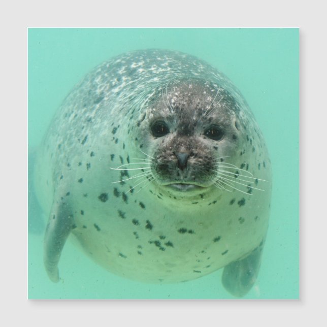 Seal20151105 (Voorkant)