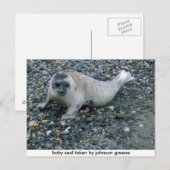 SEAL (2), zegel van de baby van johnson greene Briefkaart (Voorkant / Achterkant)