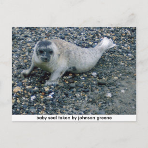 SEAL (2), zegel van de baby van johnson greene Briefkaart