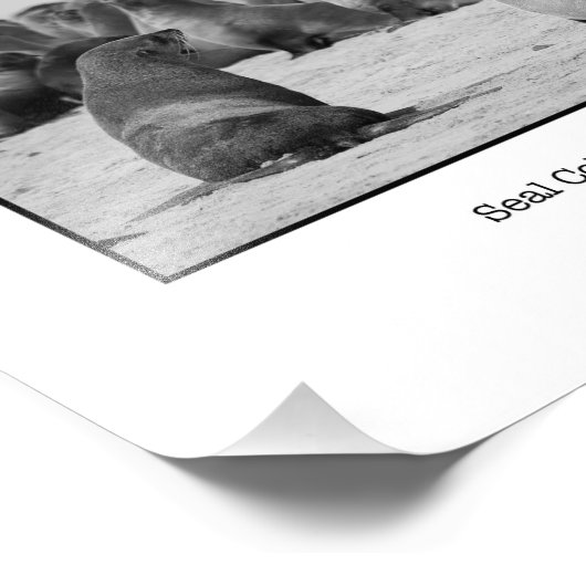 Seal Colony Foto Afdruk (Hoek)