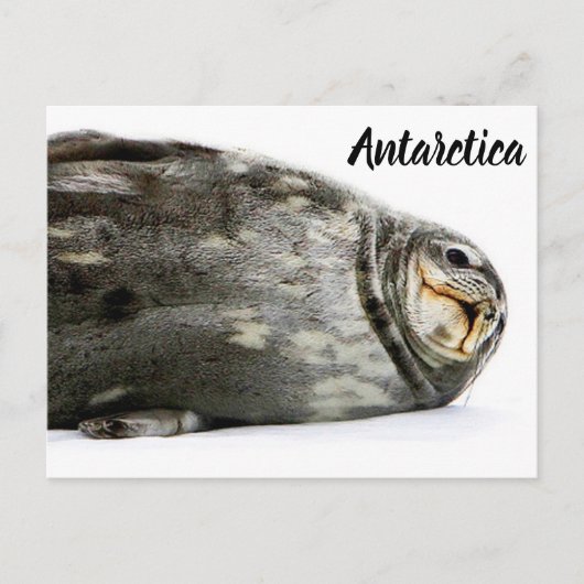 'Seal-ed with a Kiss' Briefkaart (Voorkant)