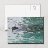 Seal Head Peeks Briefkaart (Voorkant / Achterkant)