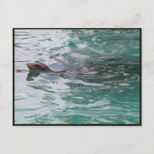 Seal Head Peeks Briefkaart