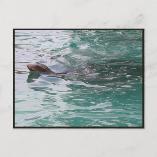 Seal Head Peeks Briefkaart (Voorkant)