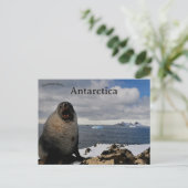 Seal in Cape Shirreff Livingston Island Antarctica Briefkaart (Staand voorkant)