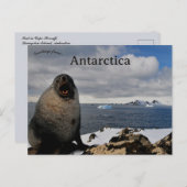 Seal in Cape Shirreff Livingston Island Antarctica Briefkaart (Voorkant / Achterkant)