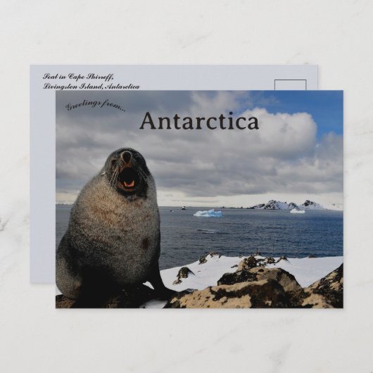Seal in Cape Shirreff Livingston Island Antarctica Briefkaart (Voorkant / Achterkant)