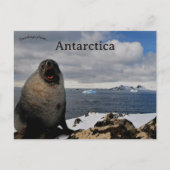 Seal in Cape Shirreff Livingston Island Antarctica Briefkaart (Voorkant)
