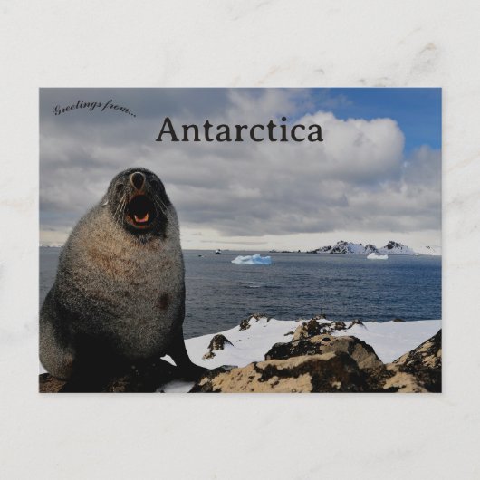 Seal in Cape Shirreff Livingston Island Antarctica Briefkaart (Voorkant)