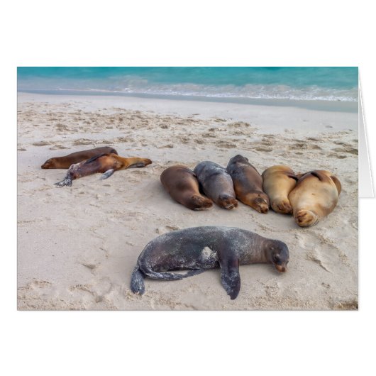 Seal Kaart (Voorkant Horizontaal)