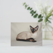 Seal Point Siamese Cat Jazell Briefkaart (Staand voorkant)