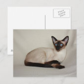 Seal Point Siamese Cat Jazell Briefkaart (Voorkant / Achterkant)