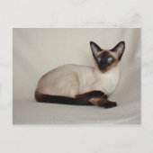 Seal Point Siamese Cat Jazell Briefkaart (Voorkant)