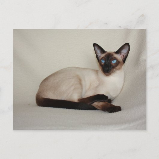 Seal Point Siamese Cat Jazell Briefkaart (Voorkant)