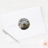 Seal Pup Stickers (Envelop)